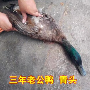 农家麻鸭活鸭土鸭水鸭三年老鸭母鸭青头老公鸭肉现杀老鸭子散养