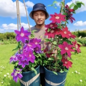 种铁线莲盆栽地栽四季 帅帅园艺 上新品 大促小苗 花卉绿植 特价