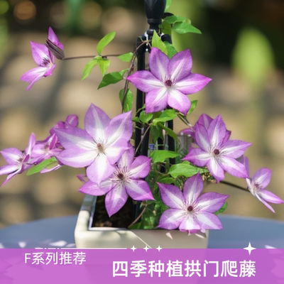 帅帅园艺F系爬藤组喜阳耐阴强