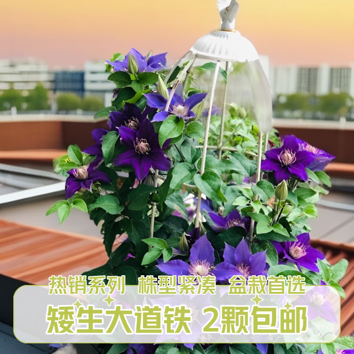 帅帅园艺【矮生大道铁线莲】 阳台盆栽四季种植株型紧凑花卉绿植