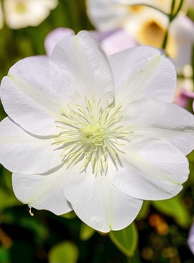 帅帅园艺【格恩西岛】白色小清新型阳台盆栽庭院地栽种植耐荫耐寒