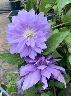 帅帅园艺【钻石球】重瓣蓝色早花大花阳台盆栽庭院爬藤耐寒耐热