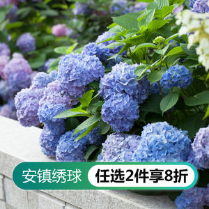 种绣球花价格 种绣球花图片 星期三