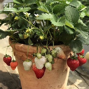 花彩草莓苗盆栽阳台花园庭院种植黑珍珠红颜隋珠章姬粉玉四季常绿