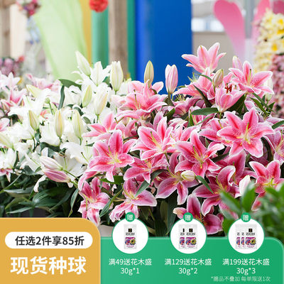 虹越进口香水百合种球lo东方百合ot庭院罗宾娜木门多年生球根花卉 虎窝淘