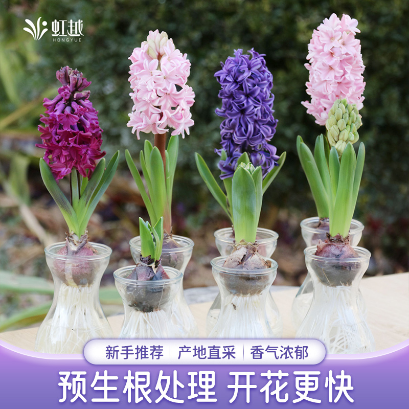 预生根风信子种球水培装荷兰进口新手花卉植物阳台窗台香味花虹越