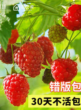 红树莓金秋黑莓双季掌叶覆盆子