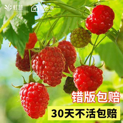 红树莓金秋黑莓双季掌叶覆盆子