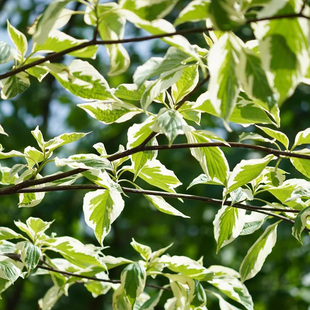 虹越花叶灯台树盆栽大苗庭院花园景观花树开花乔木多年生耐寒好养