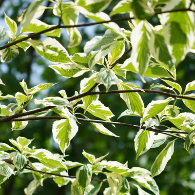 虹越花叶灯台树盆栽大苗庭院花园景观花树开花乔木多年生耐寒好养