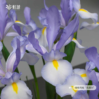 球根鸢尾虹越进口多年生花卉耐寒庭院花园花境荷兰鸢尾花种球现货