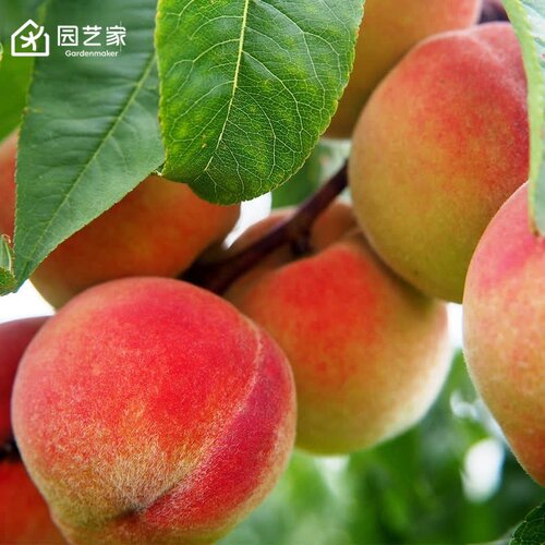 园艺家桃树果苗盆栽南方北方种植阳台露台水蜜桃黄桃湖景蜜露