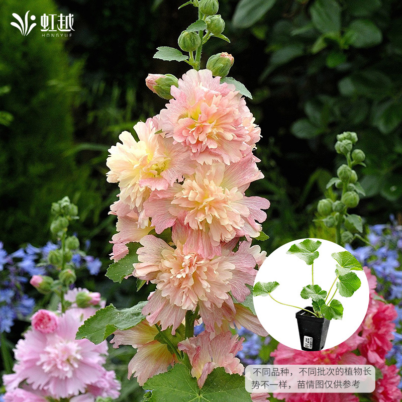 虹越园艺家蜀葵苗重瓣蜀葵花苗庭院阳台盆栽花卉苗矮生春庆