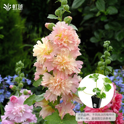 虹越园艺家蜀葵苗重瓣蜀葵花苗庭院阳台盆栽花卉苗矮生春庆