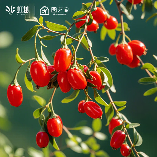 虹越多年生南方果树苗枸杞