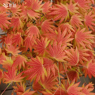 【进口枫树苗】虹越约旦流泉枫树苗泰勒苗盆景木本观叶花园盆栽