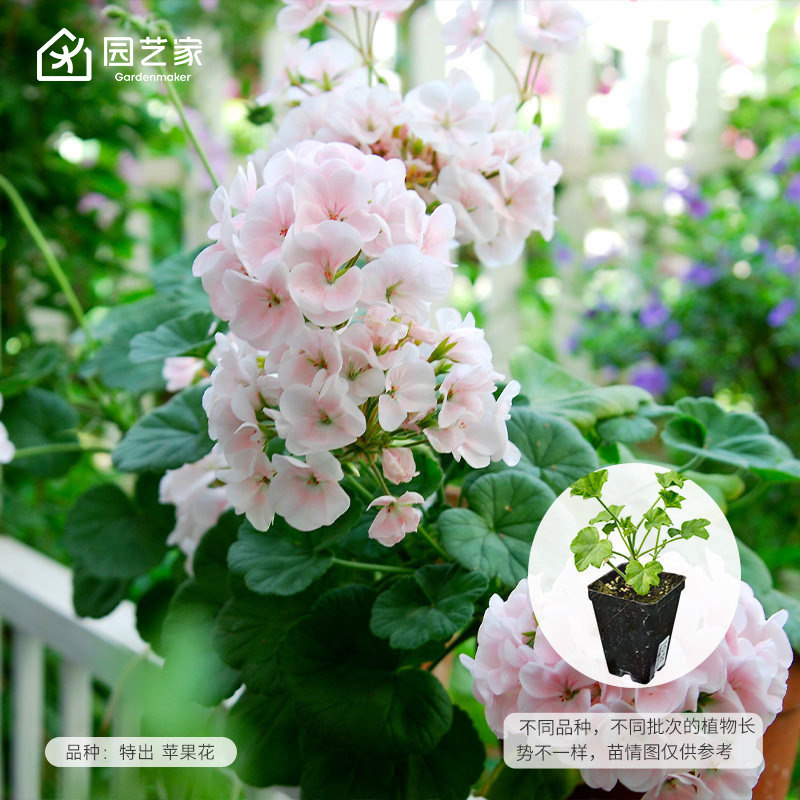园艺家天竺葵花苗盆栽特出白苹果花阳台垂吊四季室内庭院种苗