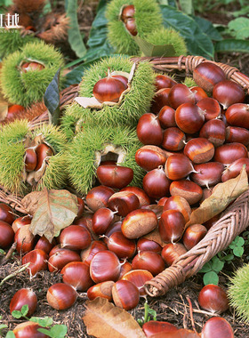 虹越桂花香板栗盆栽果树果苗南北方庭院阳台种植