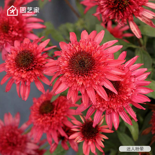 虹越松果菊香草泡芙小花苗盆栽多年生宿根耐旱耐寒耐高温易养花卉