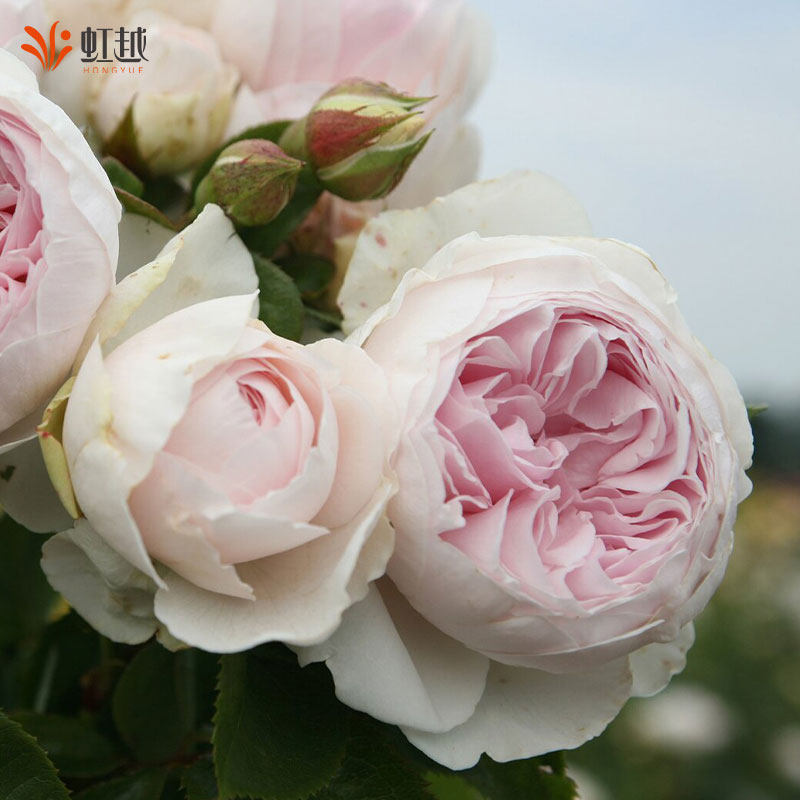 尘世天使克里斯蒂娜公爵夫人灌木月季玫瑰大花苗盆栽花园庭院好养,鲜花速递/花卉仿真/绿植园艺,月季/蔷薇/玫瑰,淘宝优惠券,粉丝福利购,淘宝优惠卷