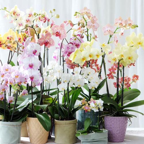 虹越蝴蝶兰盆栽室内兰花年宵花