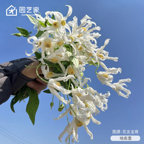 虹越切花型铁线莲小花苗盆栽耐寒庭院花园爬墙藤本多季开花好养