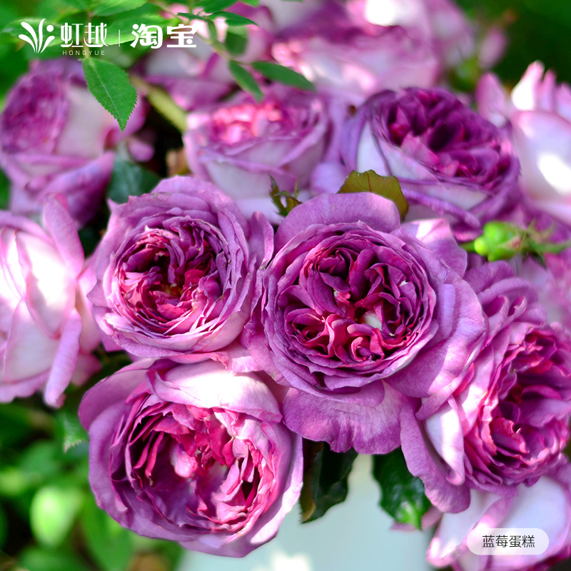 虹越月季花灌木莫妮卡戴维