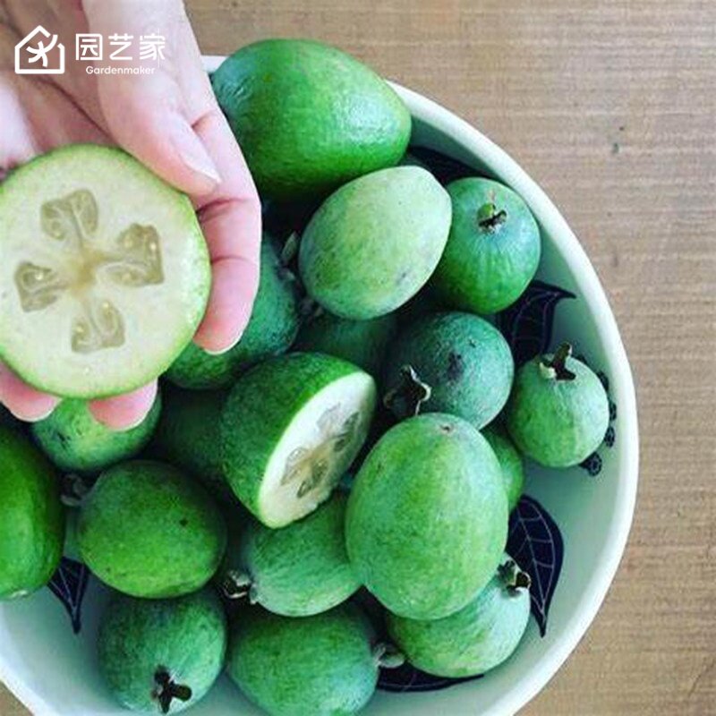 菲油果盆栽苗自花授粉虹越常绿图片