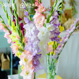 唐菖蒲剑兰种球喜阳进口花园露台多年生花境草本球根花卉块根预卖