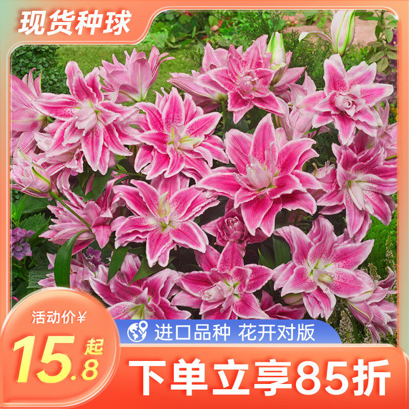 虹越进口百合种球根爱莎重瓣香水东方OT亚洲四季花园阳台新手花卉高性价比高么？