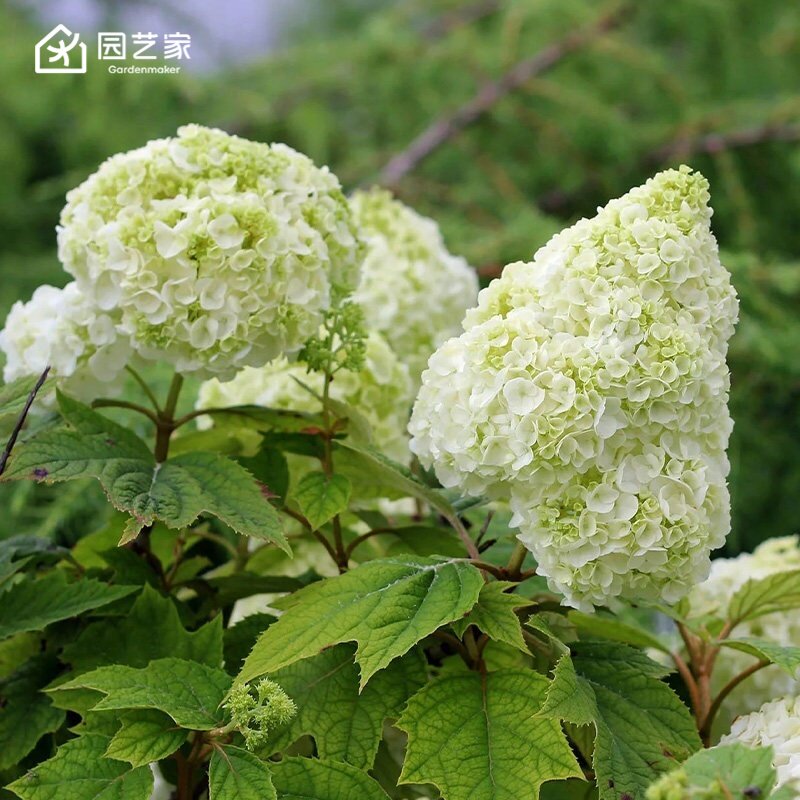 虹越栎叶绣球花苗moon带盆木本乔木绣球庭院花园耐寒易养小苗盆栽图片
