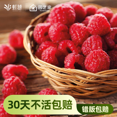 虹越黄黑树莓苗覆盆子多腺