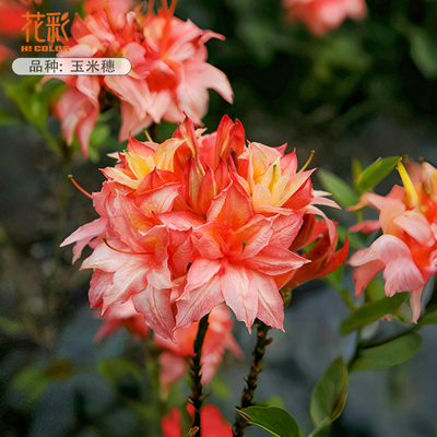 虹越进口落叶杜鹃花盆栽大花球