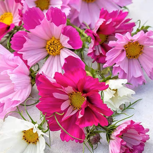 虹越种子波斯菊格桑花种子秋英庭院阳台耐热花卉易活春秋播种种籽