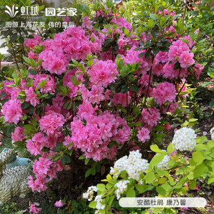 开花阳台庭院多年生杜鹃花卉耐热耐寒 虹越安酷杜鹃盆栽大规格多季