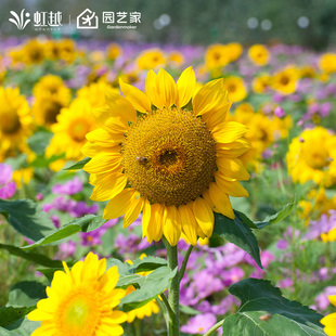 虹越园艺家种子向日葵种籽切花矮生盆栽多头阳台花园耐热春播