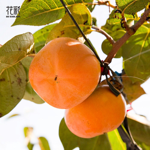花彩柿子果苗裸根盆栽太秋甜柿庭院地栽口感香甜南方种植耐寒耐热