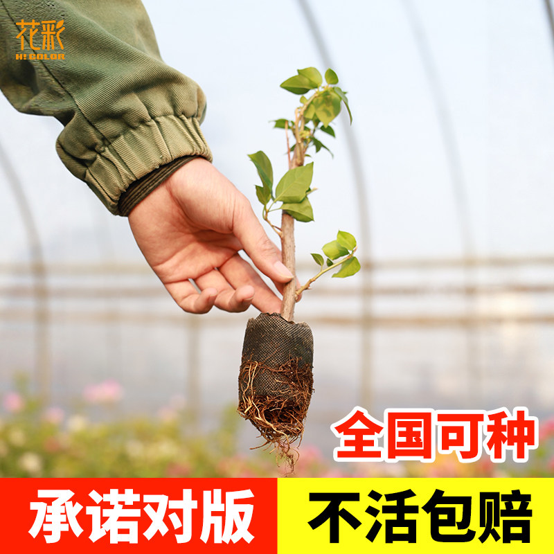 花彩三角梅扦插袋苗勤花爬藤花树苗原生多季开花室内阳台盆栽庭院