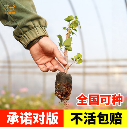 花彩三角梅扦插袋苗勤花爬藤花苗