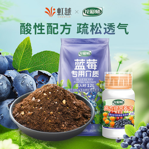 花彩师蓝莓营养土新鲜蓝莓种出来