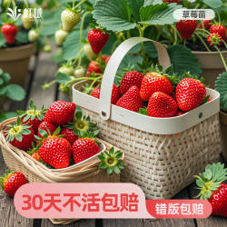 虹越草莓苗秧盆栽冬季结果树苗黑珍珠天使ae建德白露玄玉红颜预卖