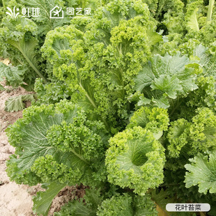 虹越园艺家蔬菜芥菜紫叶京水菜雪里蕻种子籽种四季阳台盆栽种植