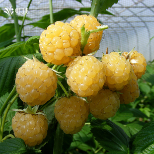 掌叶覆盆子泡泡糖水果树苗地栽盆栽阳台 黄树莓虹越金秋黑莓双季