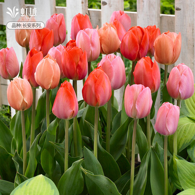 郁金香种球土培自然球5度球水培花荷兰进口阳台花园量贩虹越现货