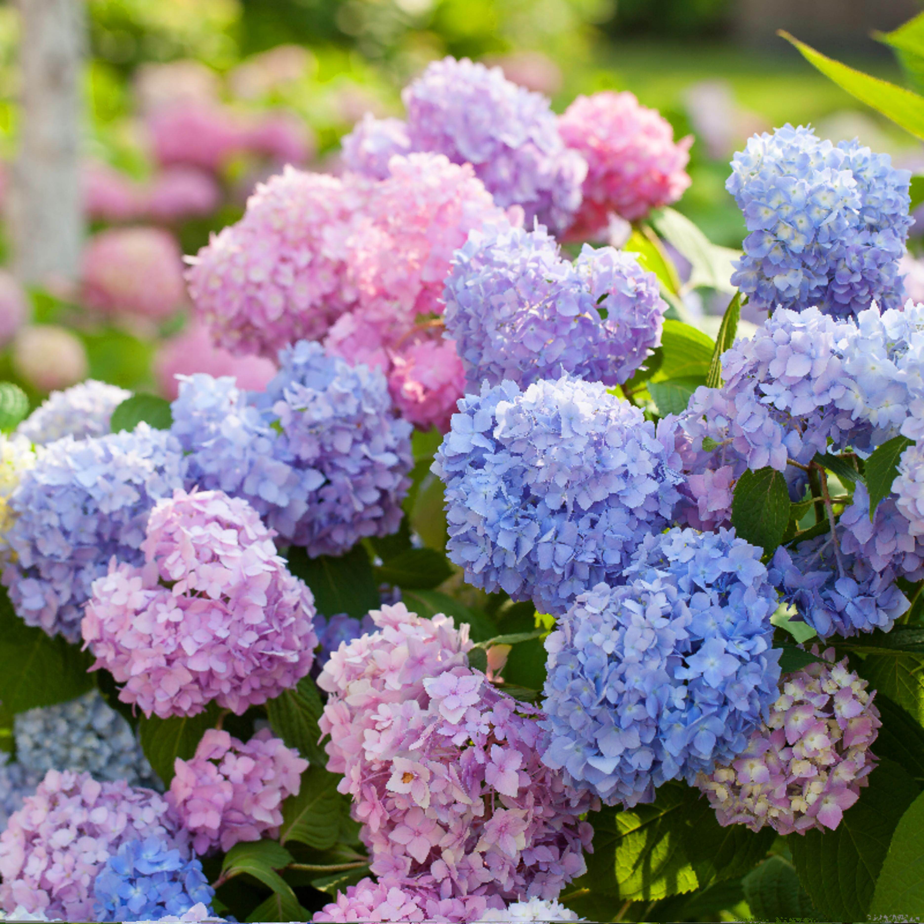 虹越大花绣球花盆栽带花苞带花手鞠蓝色易多梦幻大苗年宵花卉阳台