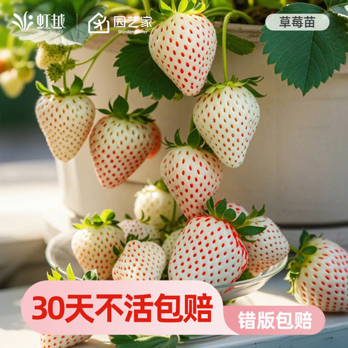 虹越白草莓苗盆栽冬季果树