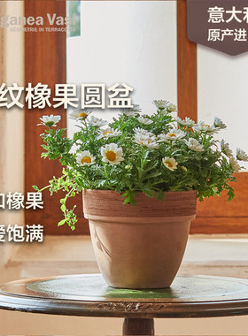 虹越EV划纹橡果圆盆意大利进口陶土花盆花卉绿植球根植物种植粗陶
