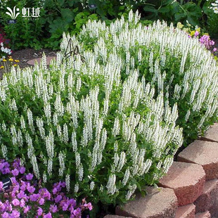 虹越园艺家花卉种苗鼠尾草小花苗盆栽庭院阳台耐寒耐热耐贫瘠好养