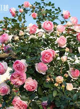 虹越爬藤灌木粉龙沙宝石佛罗伦蒂娜莫妮卡戴维安吉拉月季蔷薇盆栽