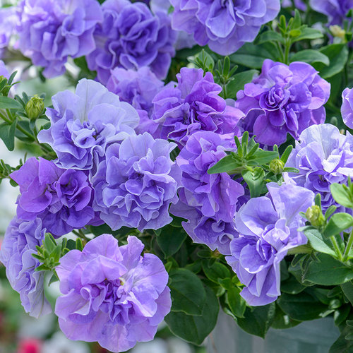 虹越花彩矮牵牛盆栽易爆花量大